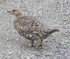 Girl Grouse