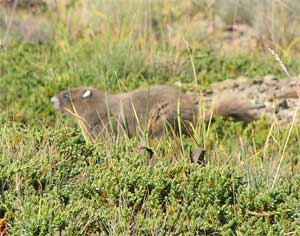 Young Golden Marmot