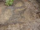 Hawaiian Petroglyphs 1