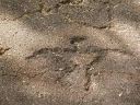 Hawaiian Petroglyphs 13