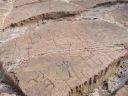 Hawaiian Petroglyphs 20