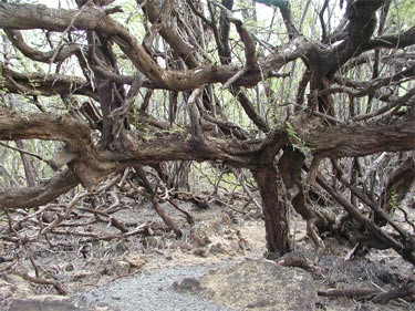Twisted Kiawe Trees