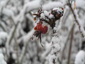Rose Hip in the Snow