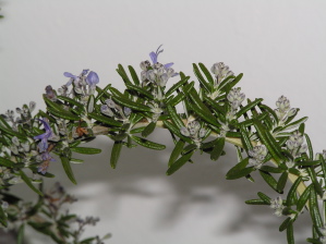 Rosemary Flowers