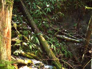 Elwha Trail