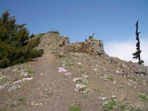 Hurricane Hill Flowers