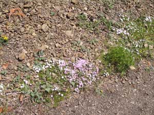 Hurricane Hill Flowers
