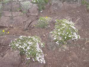 Phlox at Klahane Ridge