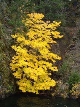 Maple at the Devil's Punchbowl on the Spruce Railroad Trail