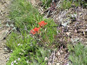 Indian paintbrush