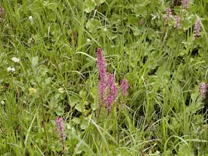 Wild Flowers at Deer Lake