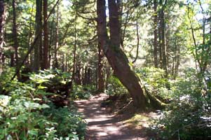 The trail through the woods